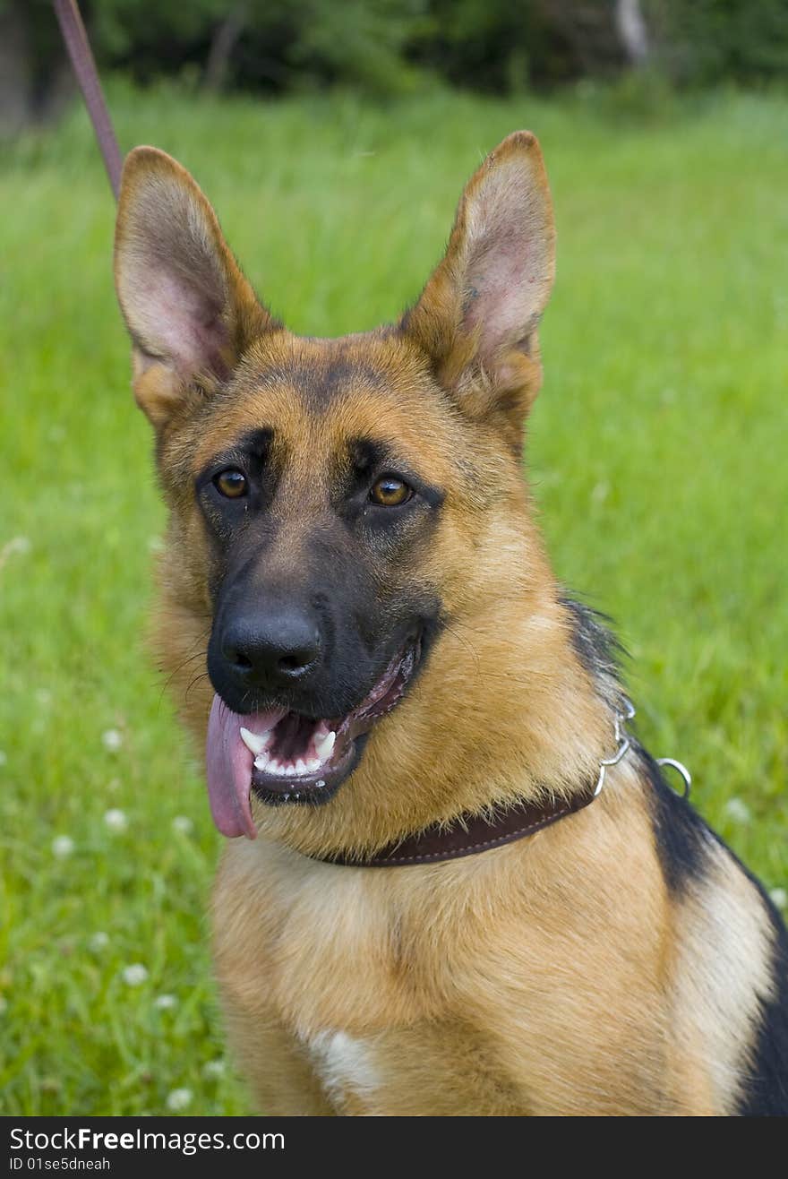 German shepherd on training in a habitat. German shepherd on training in a habitat