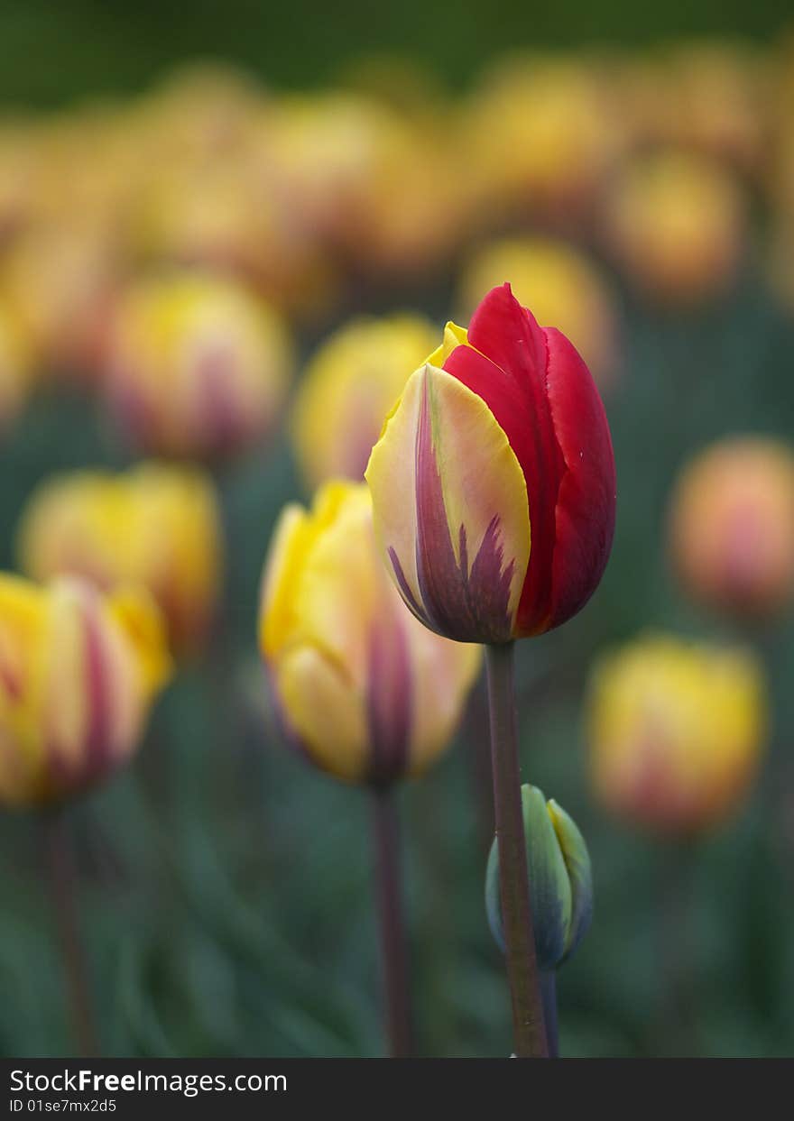 Beautiful Tulips In Spring