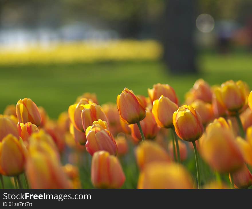 Beautiful tulips in the park