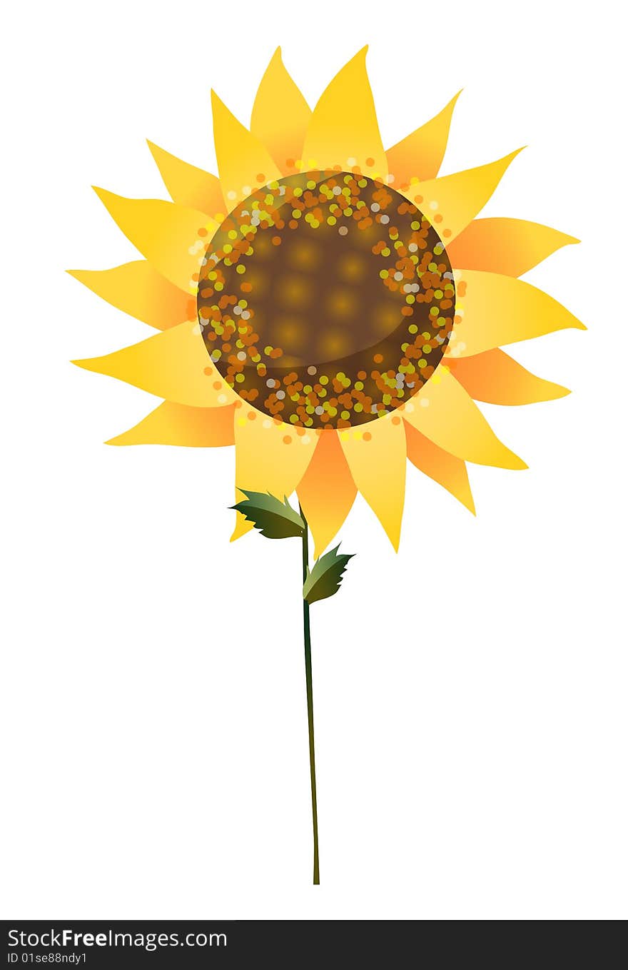 A sunflower isolate on a white background