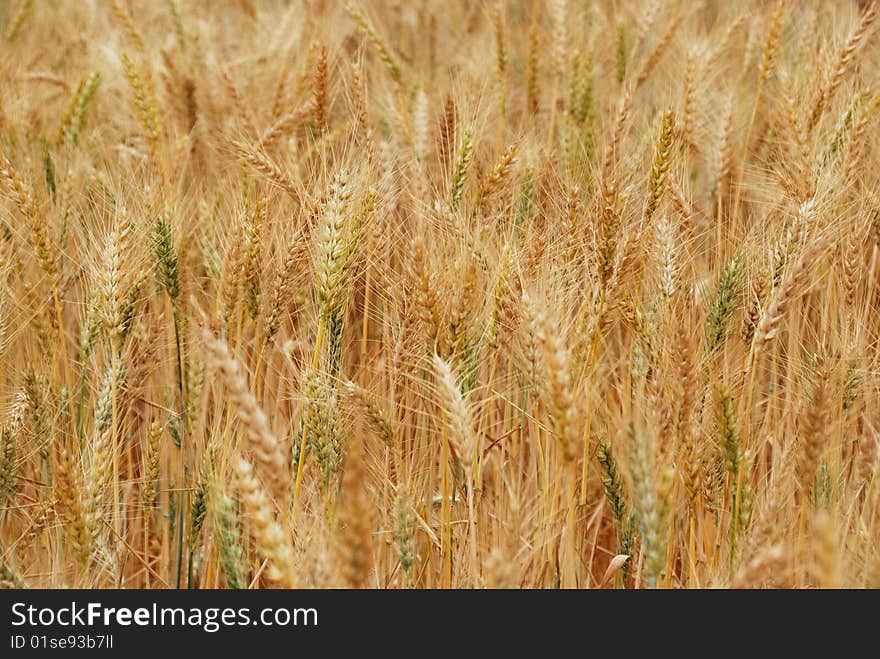 Golden field