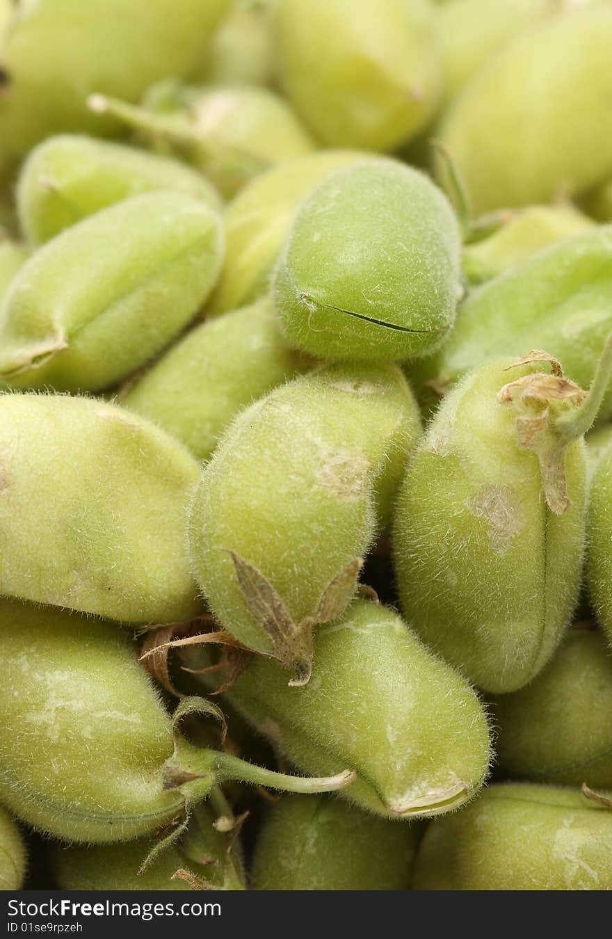 A macro shot of a garbanzo bean pods. A macro shot of a garbanzo bean pods.