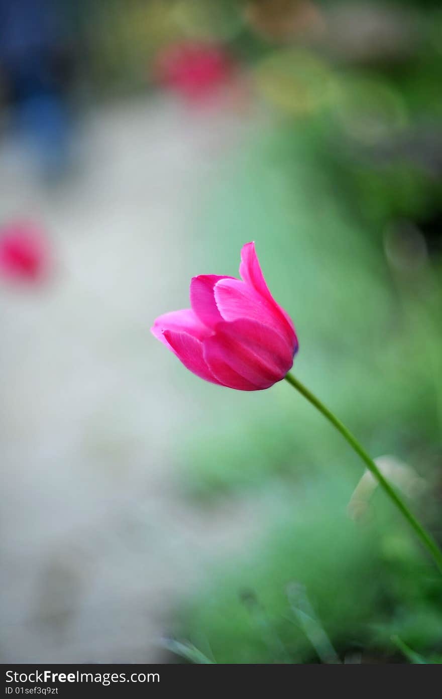 Red Tulip