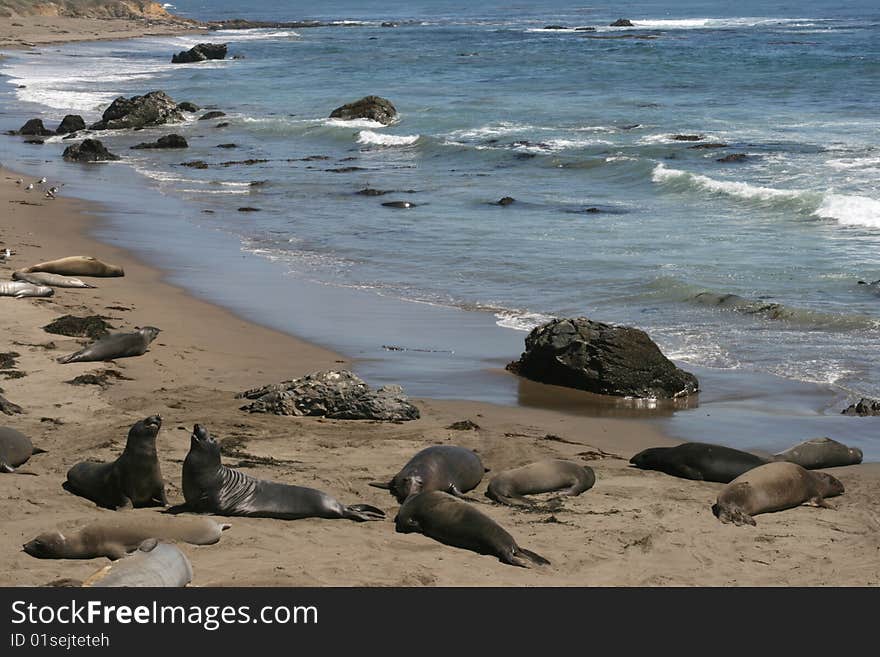 Elephant seals in California