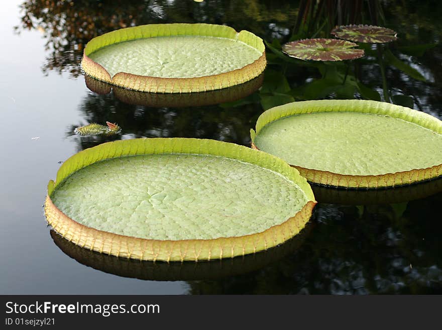 Water-platter