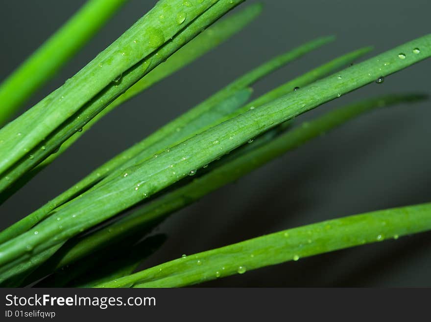 Leaves of green fresh onions against dark background. Leaves of green fresh onions against dark background