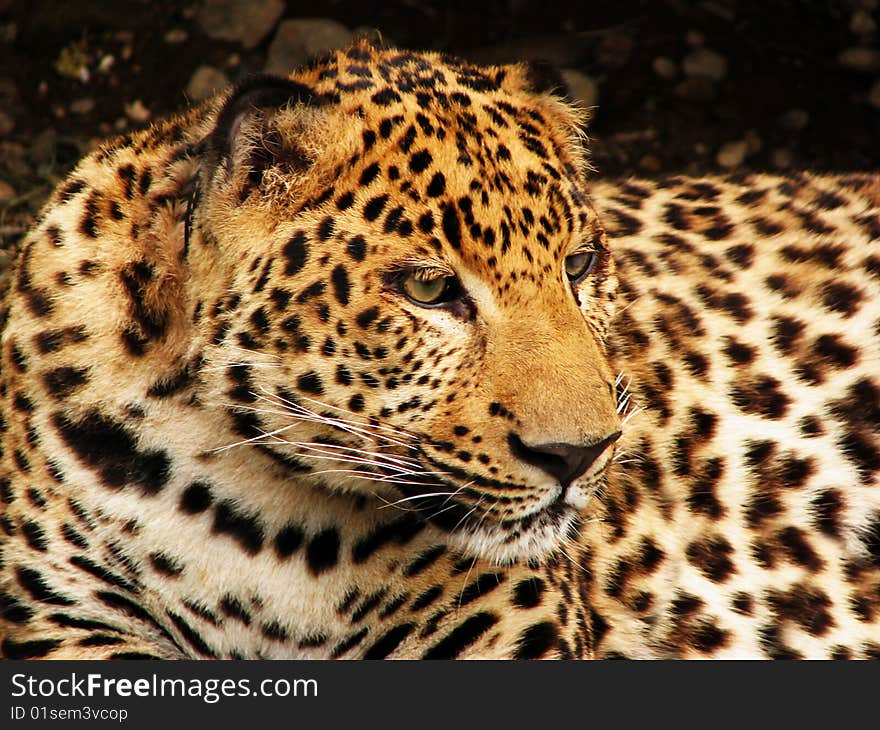 Leopard face, orange and black fur