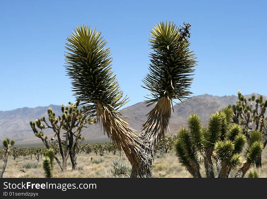 Joshue trees in Mojave Desert, California