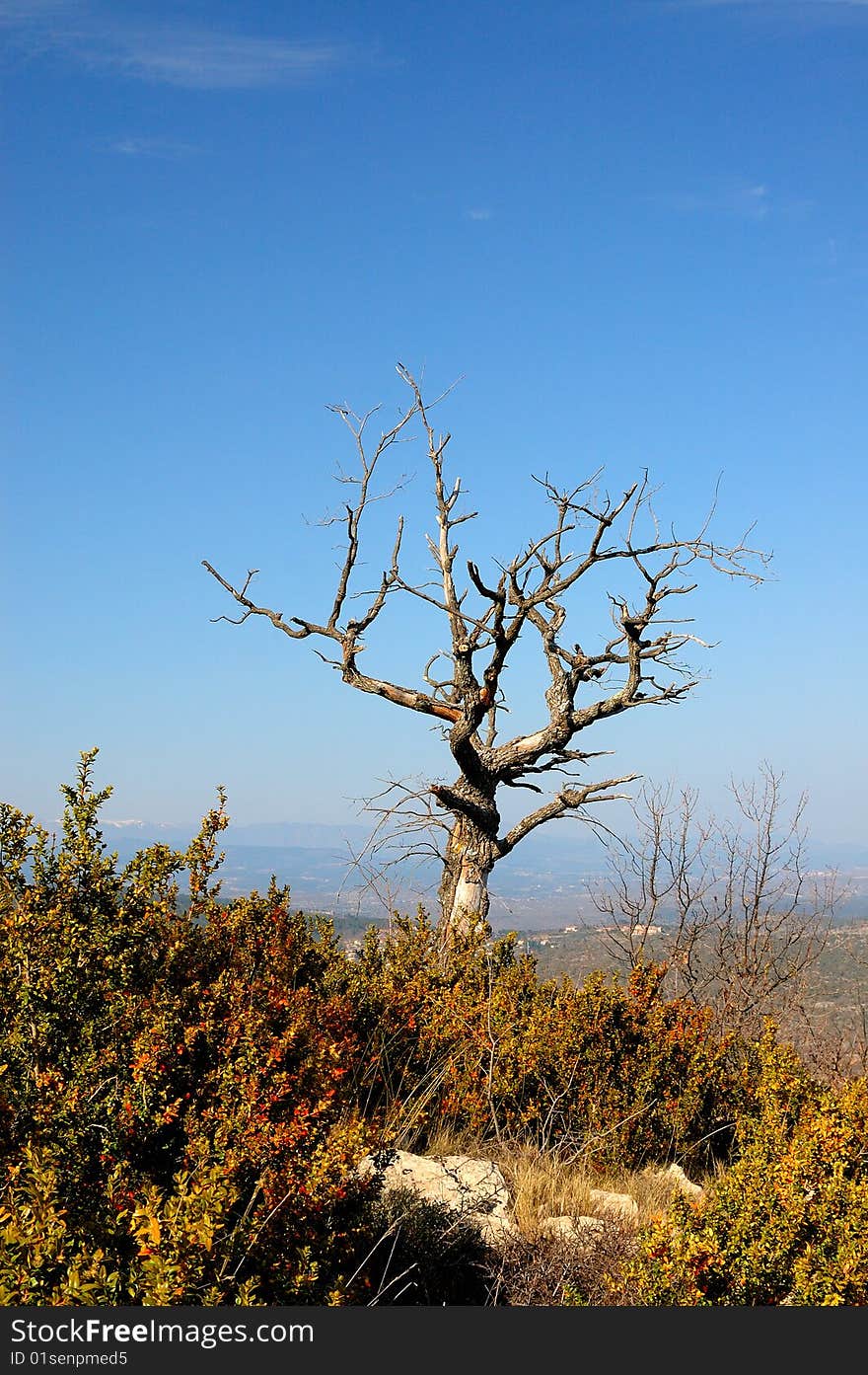 Winter tree in Cevennes monts