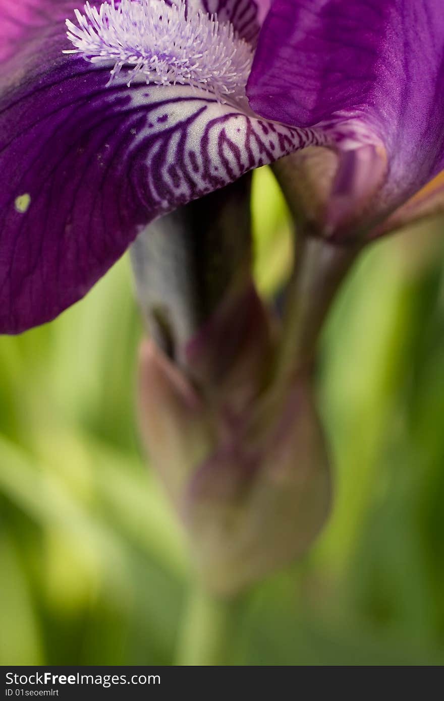 Beautiful violet iris closeup background