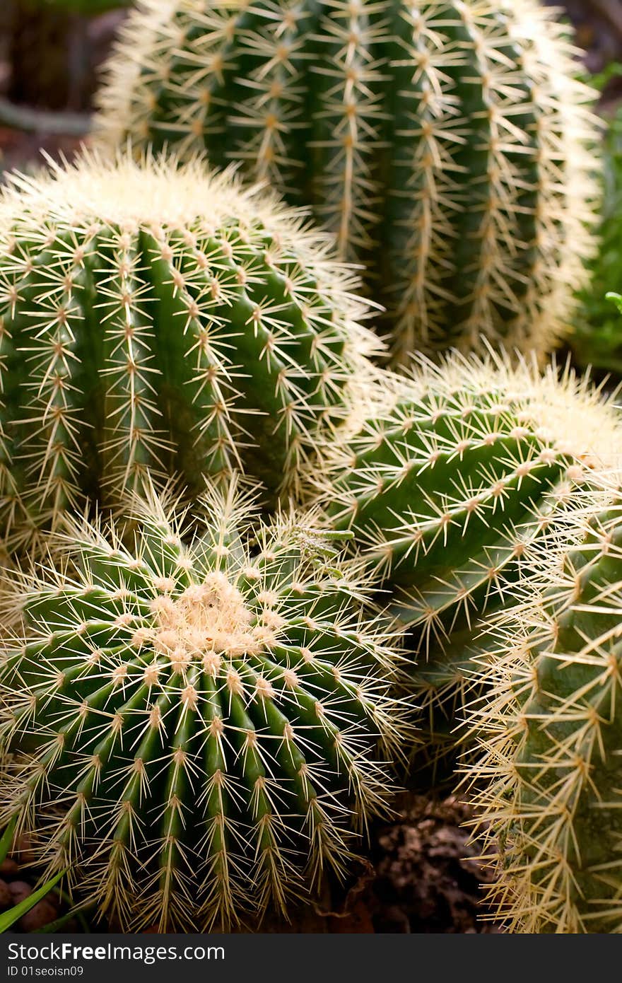 Bunch of giant succulent plants