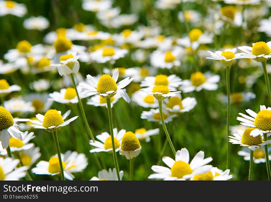 Daisy flower meadow closeup background