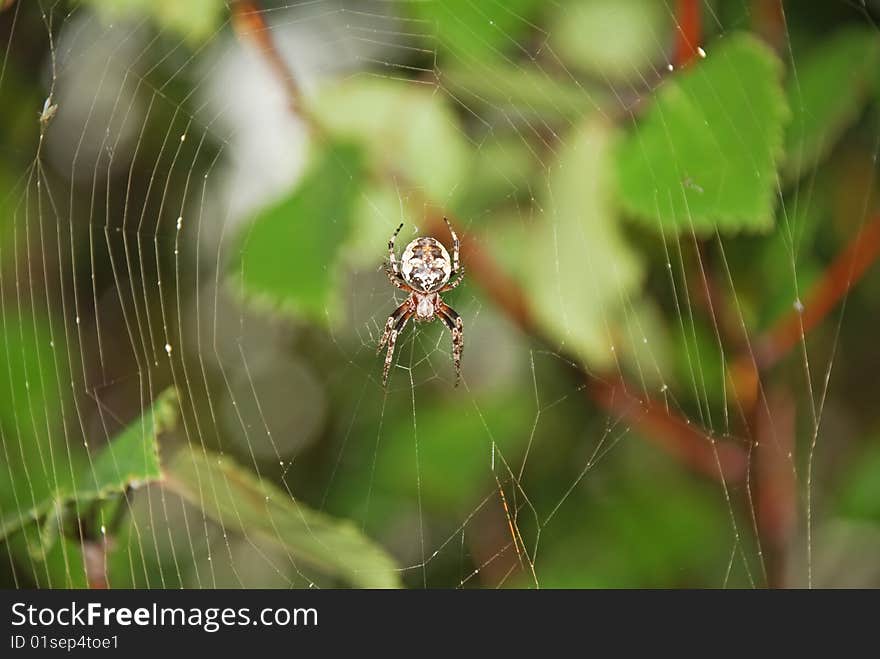 Spider in a center a large spider web