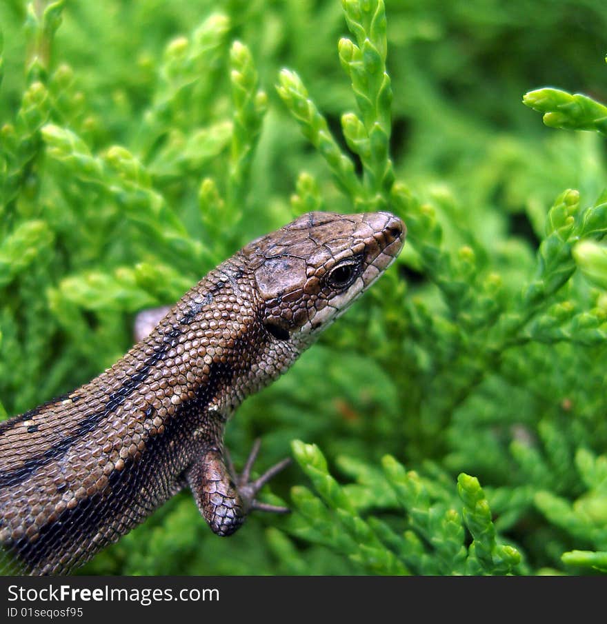 Small european lizard sitting in green bush. Small european lizard sitting in green bush.