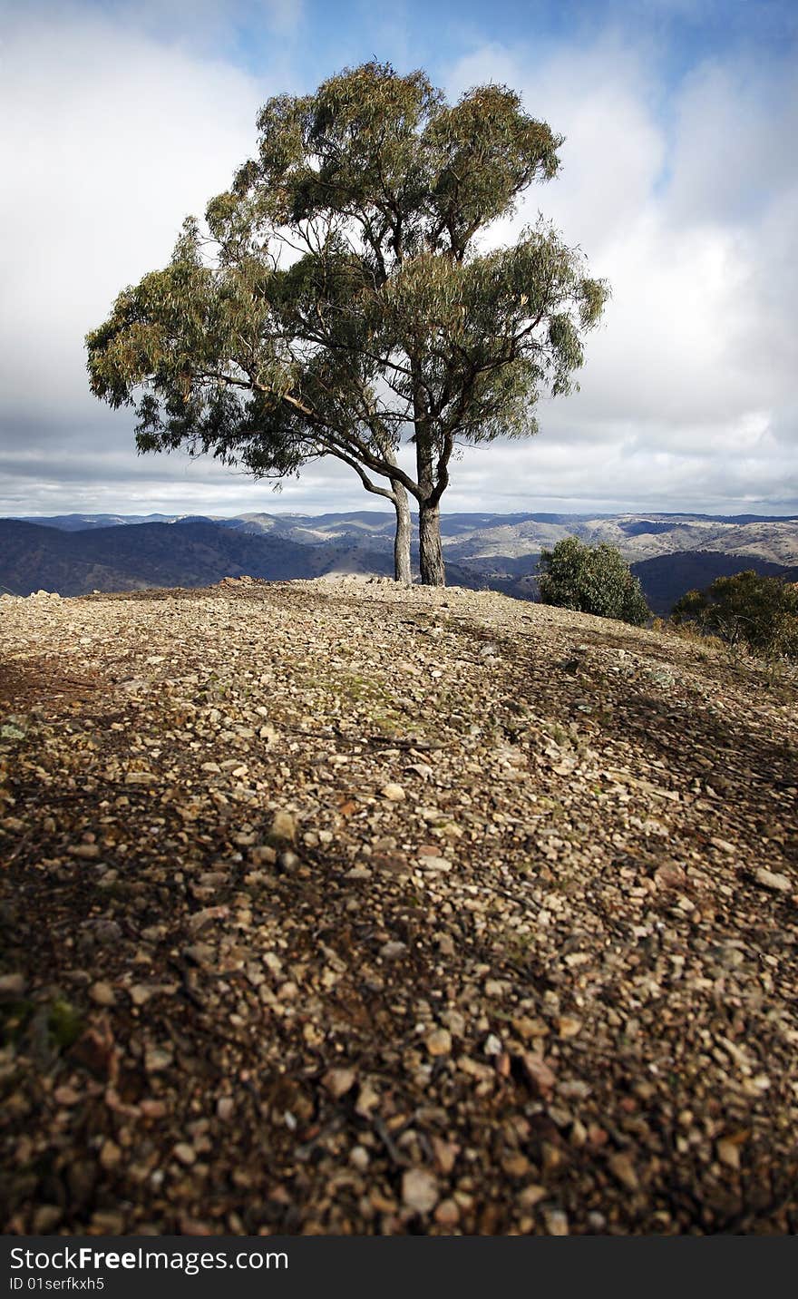 Single Tree, Blue Mountains, Nature of Country New South Wales, Australia. Single Tree, Blue Mountains, Nature of Country New South Wales, Australia