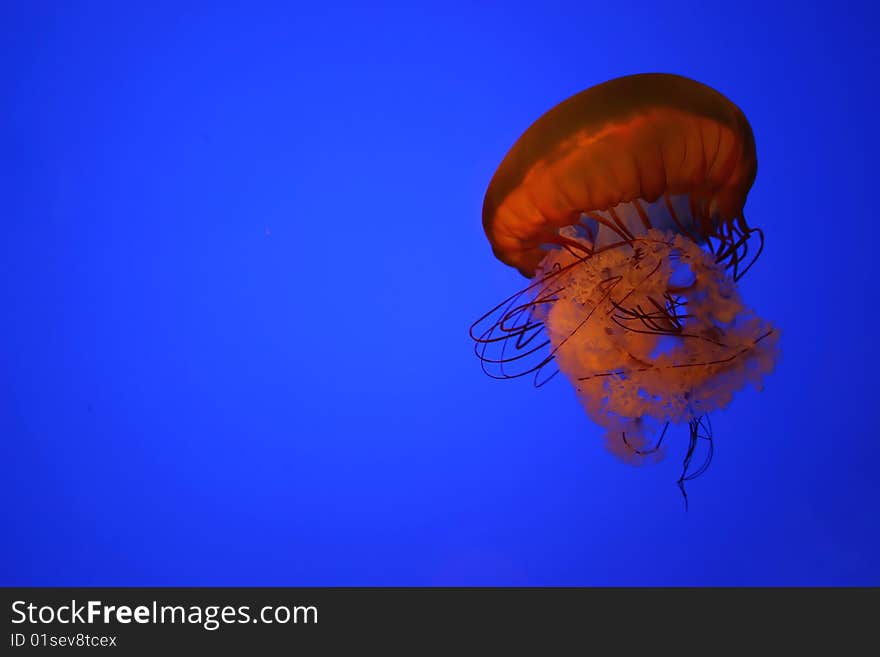 Orange jellyfish in a clear blue water. Orange jellyfish in a clear blue water.