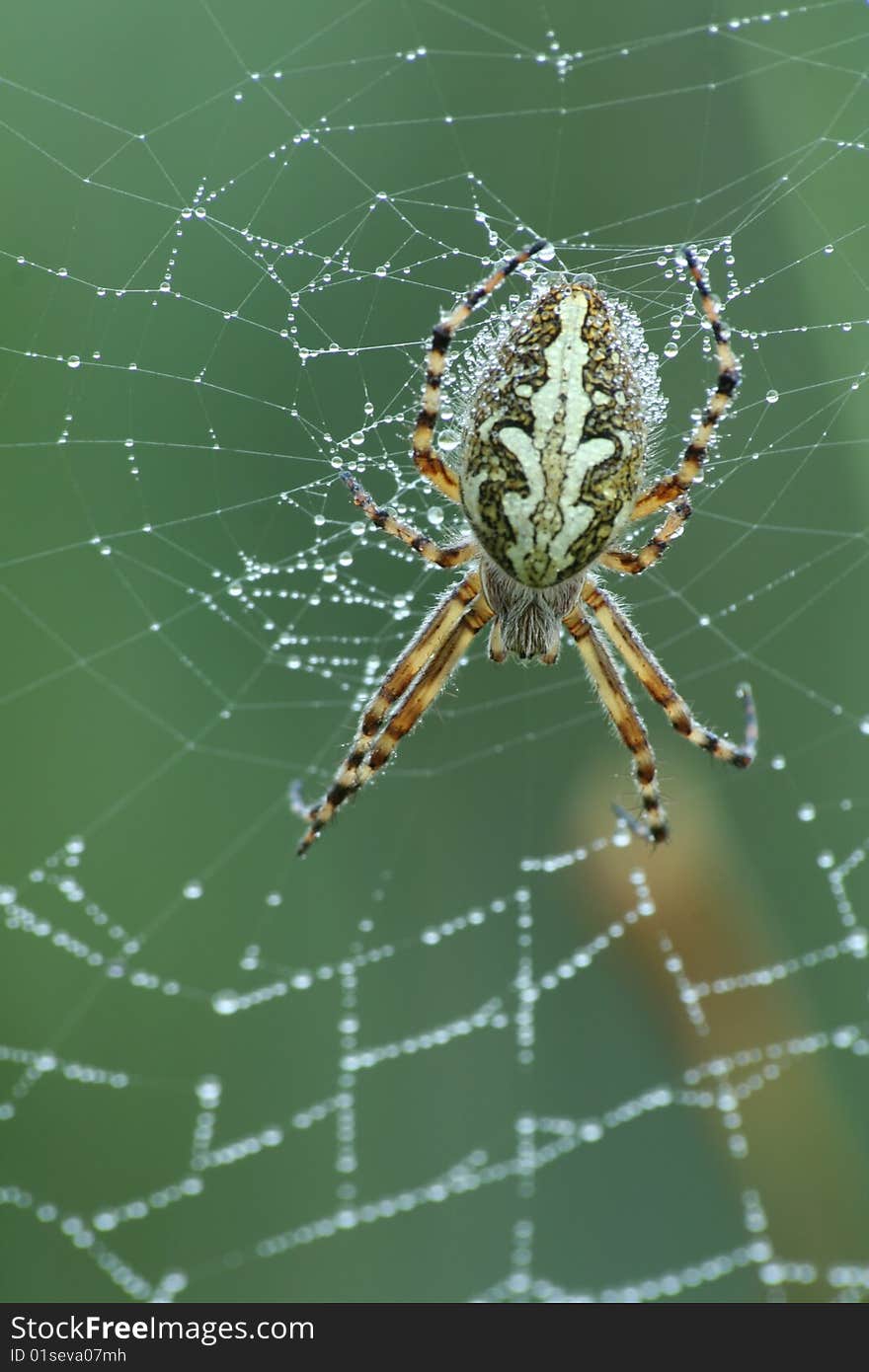 Oak Spider (Aculepeira ceropegia) on a web covered with morning dew.