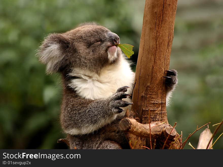 Koala sitting on an eucalyptus tree and eating leafs. Koala sitting on an eucalyptus tree and eating leafs.