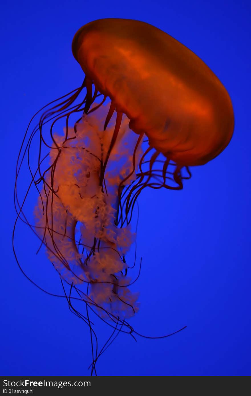 Orange jellyfish in a clear blue water. Orange jellyfish in a clear blue water.