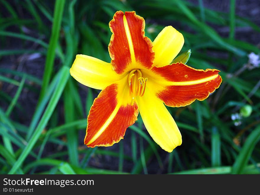 Multi coloured lily with green background.