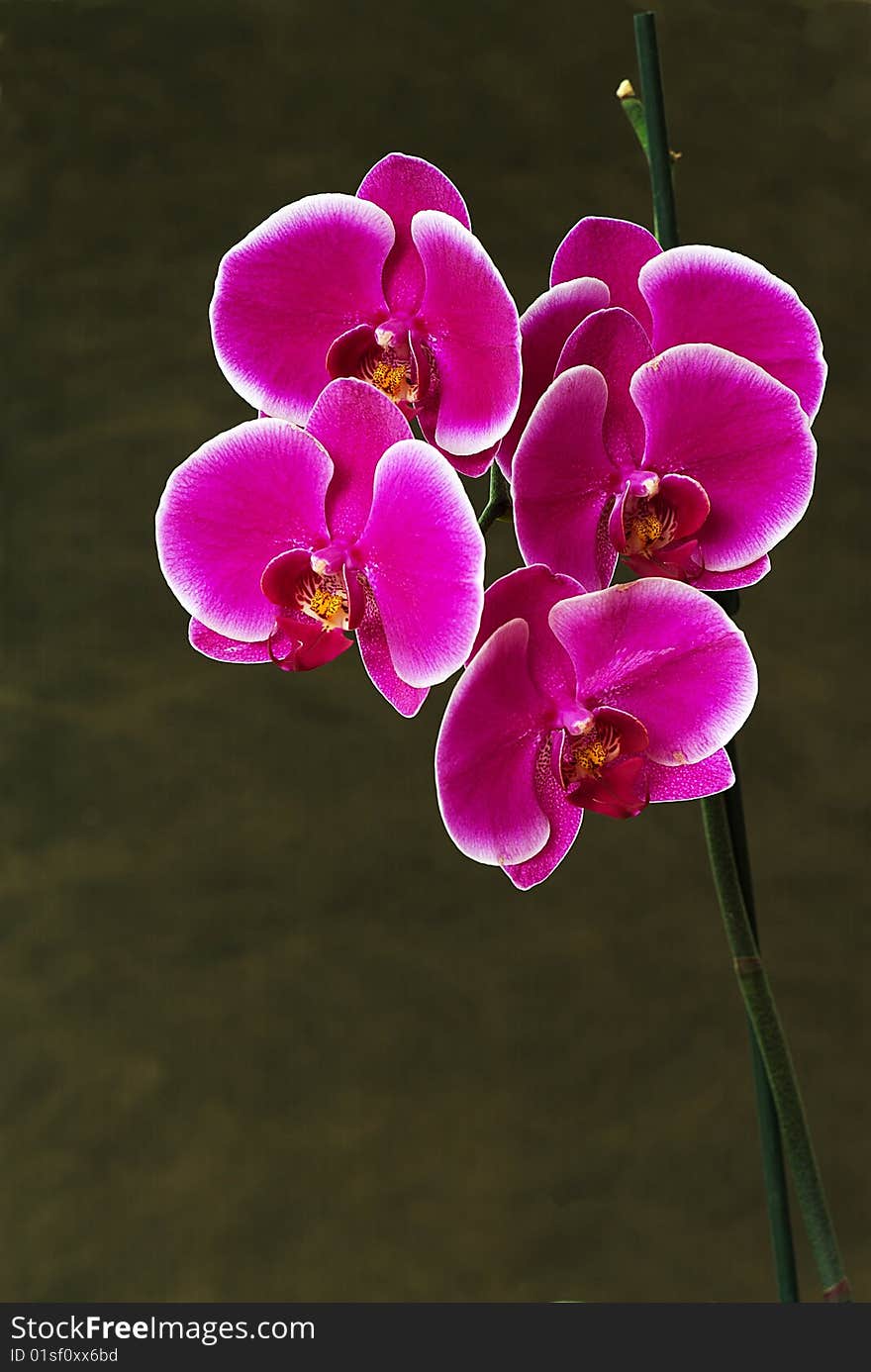 Pink orchids flowers on a neutral background. Pink orchids flowers on a neutral background