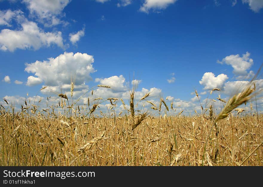 Ripe wheat against the blue sky