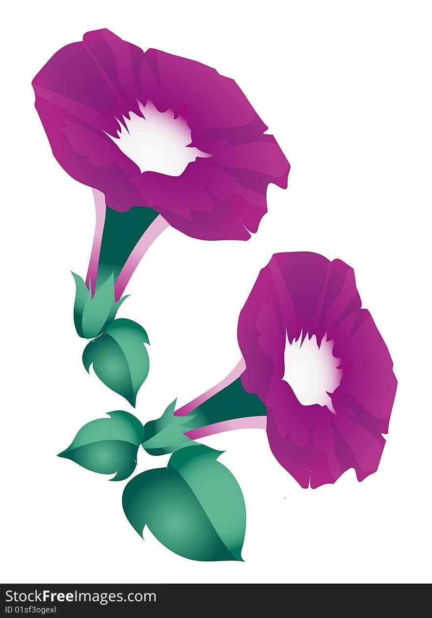 Purple Morning Glory Flowers on the white background