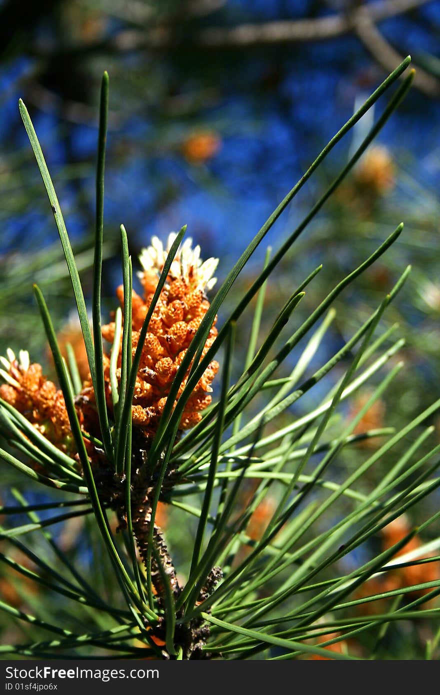 An image of a pine tree iver the blue sky