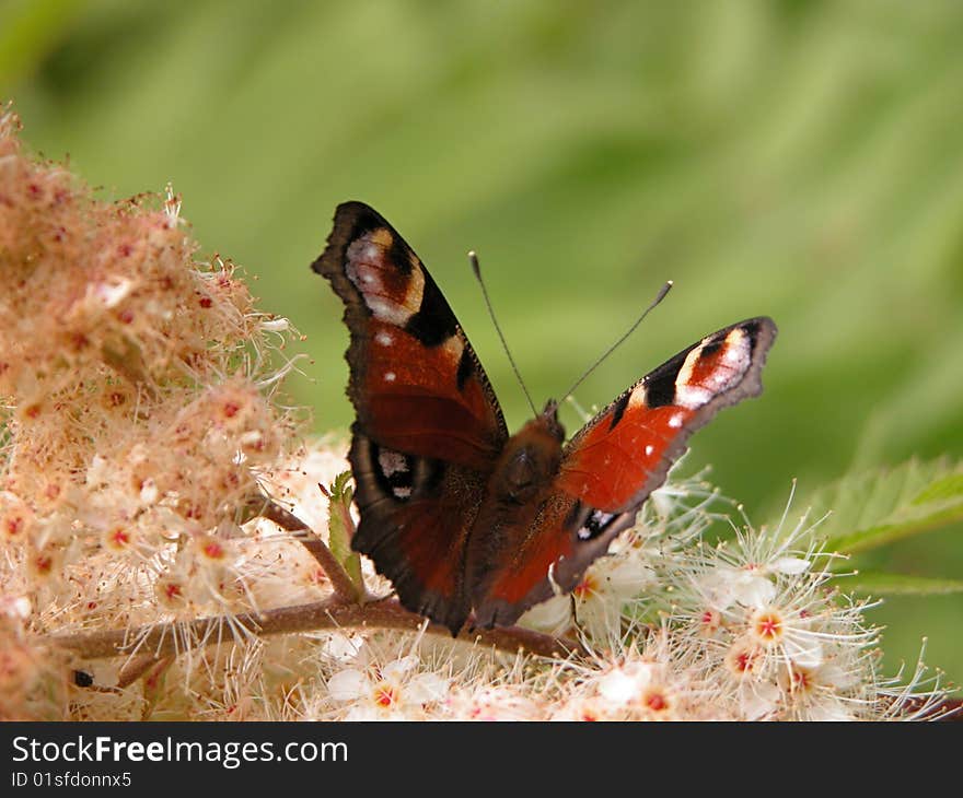 Peacock butterfly (Inachis io) on the winged sumac flowers.