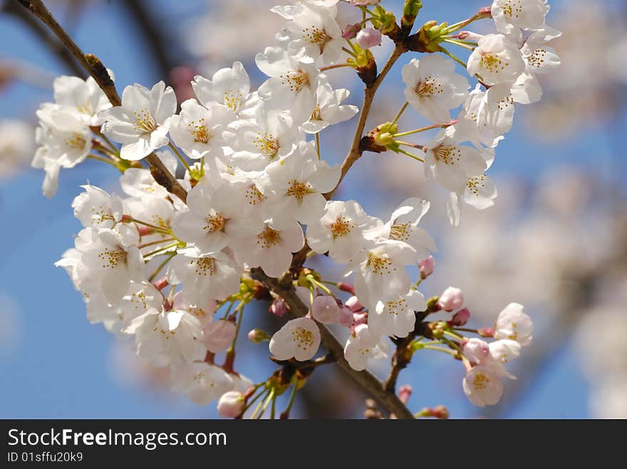 Cherry Blossom Close-up