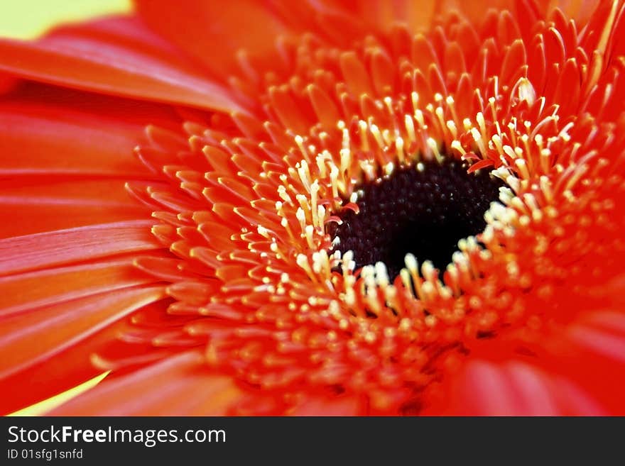 Red African Daisy