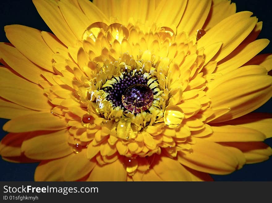 Yellow African Daisy