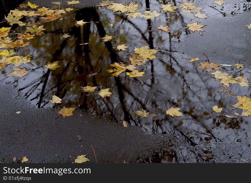 Leaves and trees in the autumnal reflection in a puddle on an asphalt