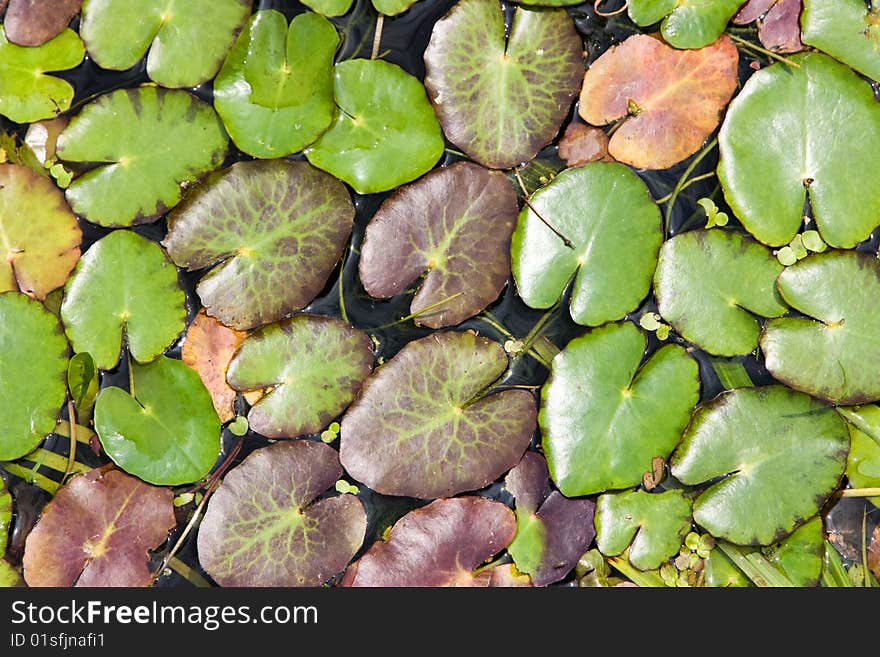 An image of lily's leaves on the water