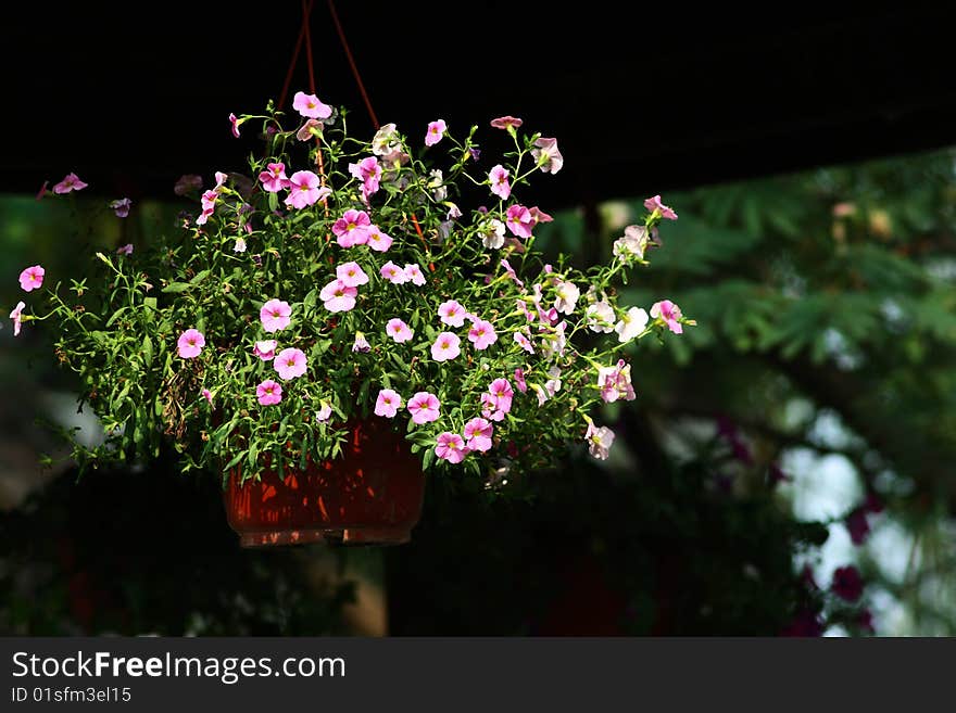 Nacelle flowers taken from Shanghai, China.