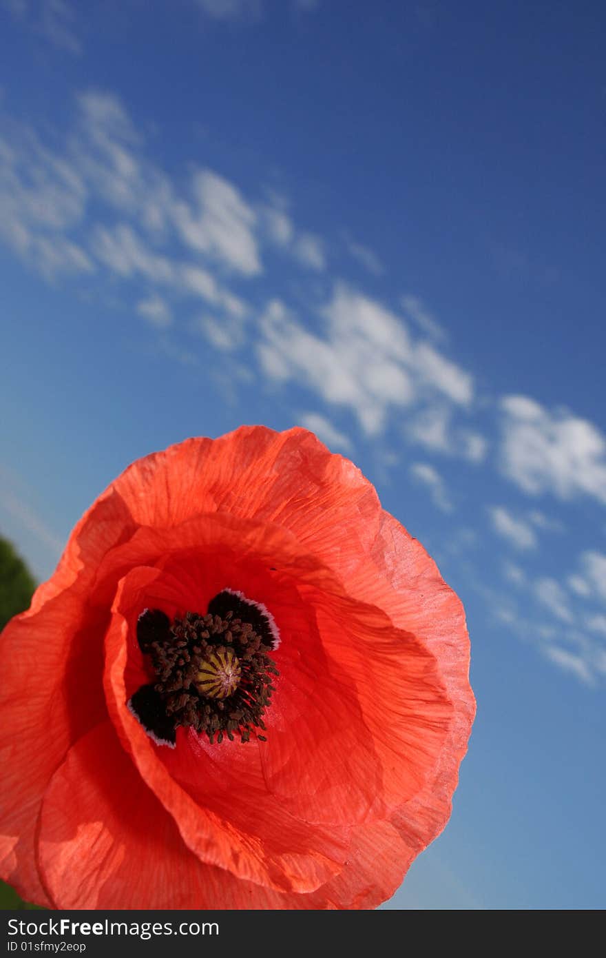 Red poppy on background sky