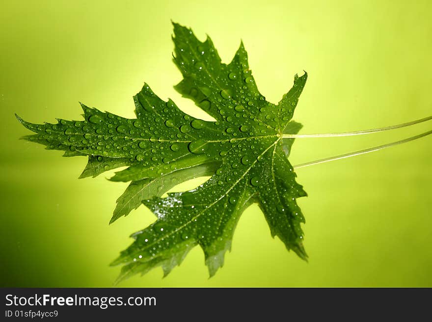 Green leaf with water drops against green background. Green leaf with water drops against green background