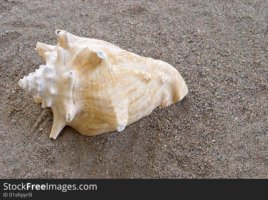 Conch shell on the sand at the beach.