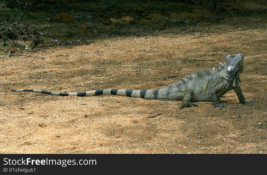 Iguana in Nature Bonaire island Caribean sea