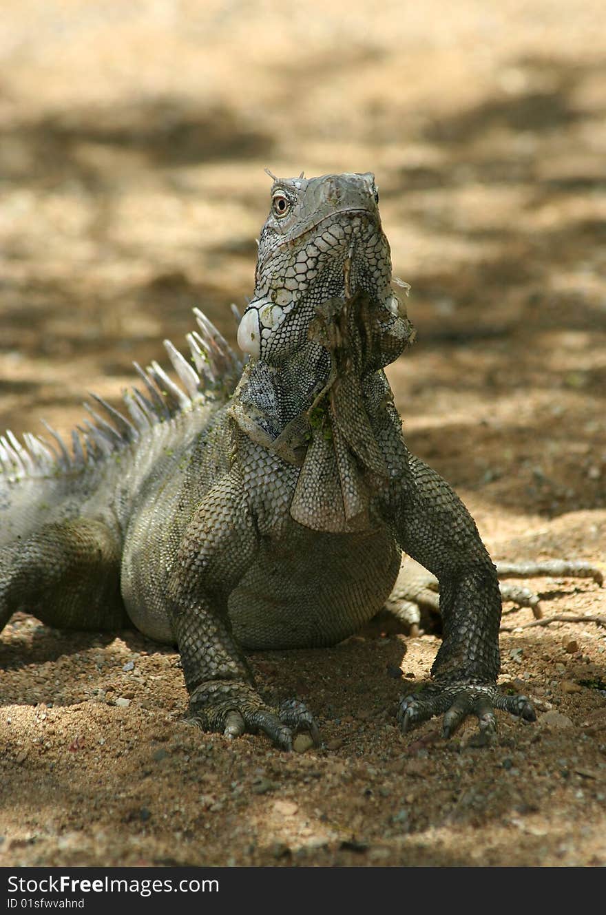 Iguana in Nature Bonaire island Caribean sea