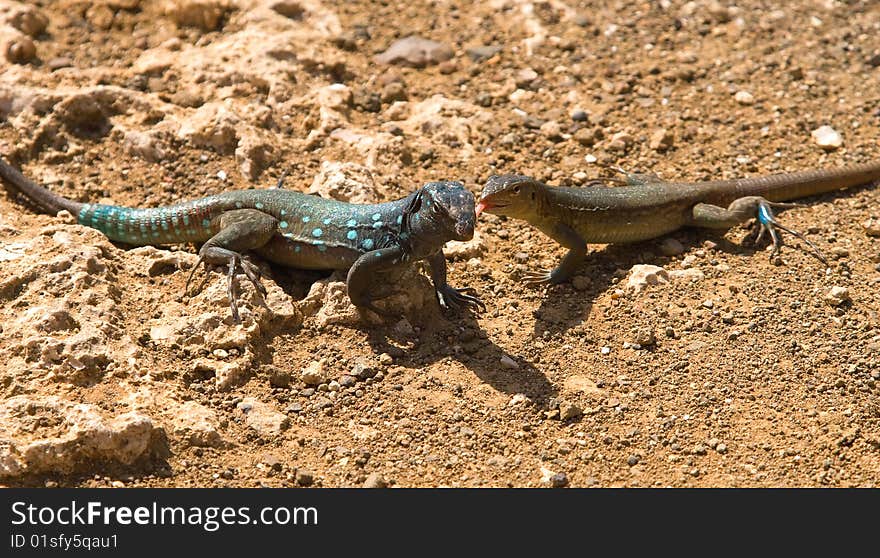 Iguana in Nature Bonaire island Caribean sea