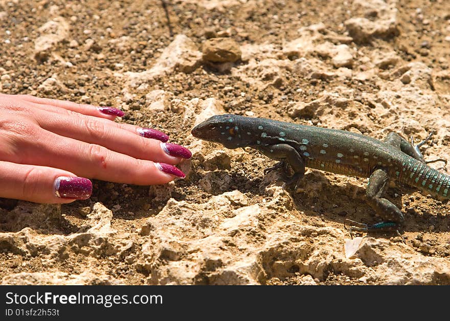 Iguana in Nature Bonaire island Caribean sea