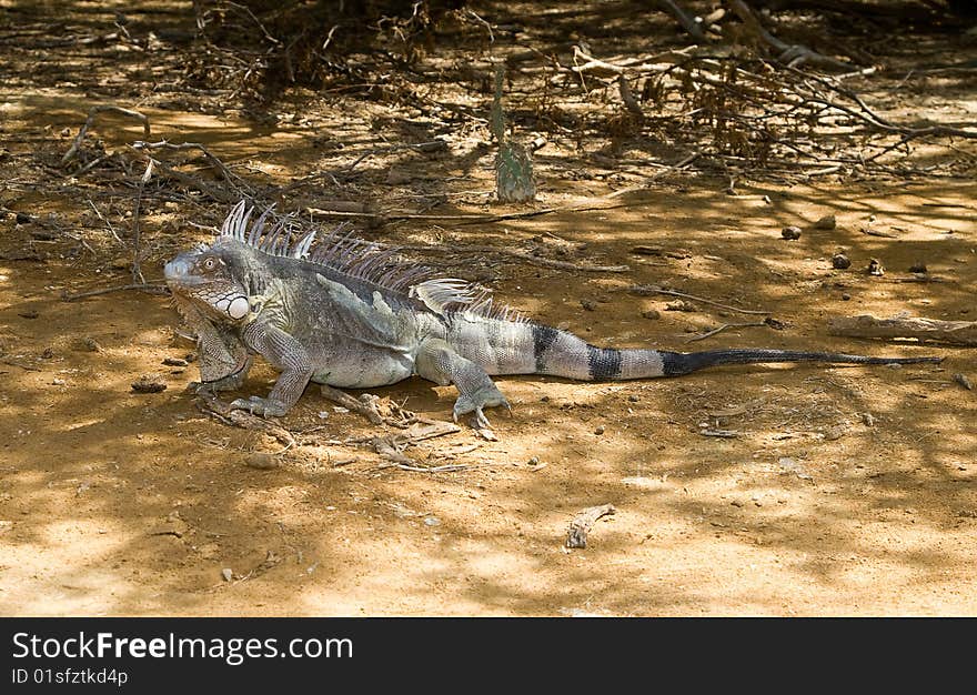 Iguana in Nature Bonaire island Caribean sea