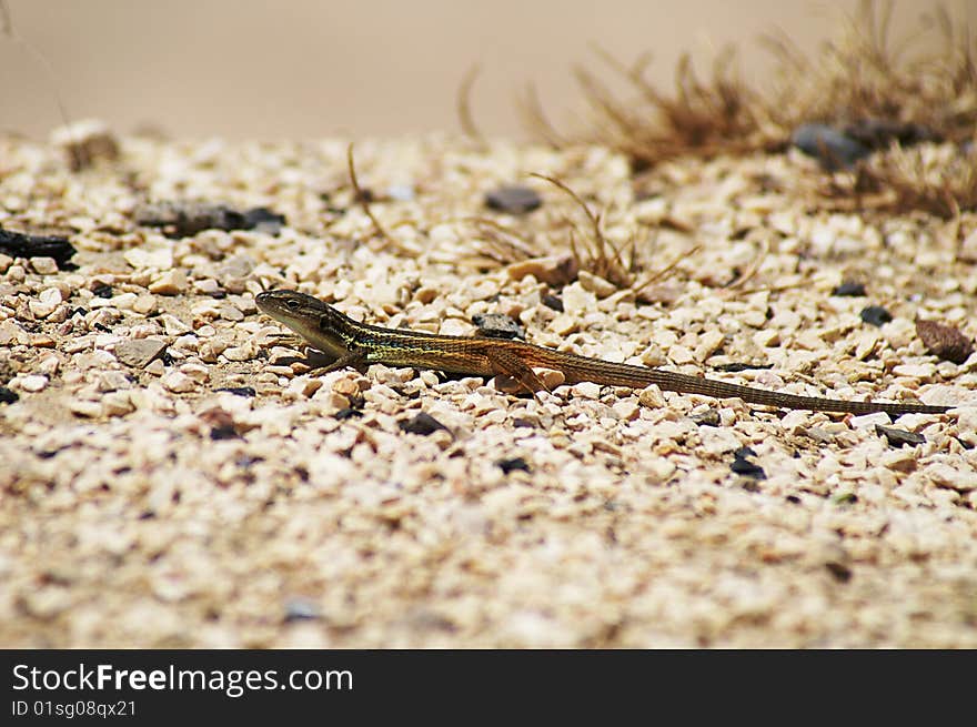 Lizard