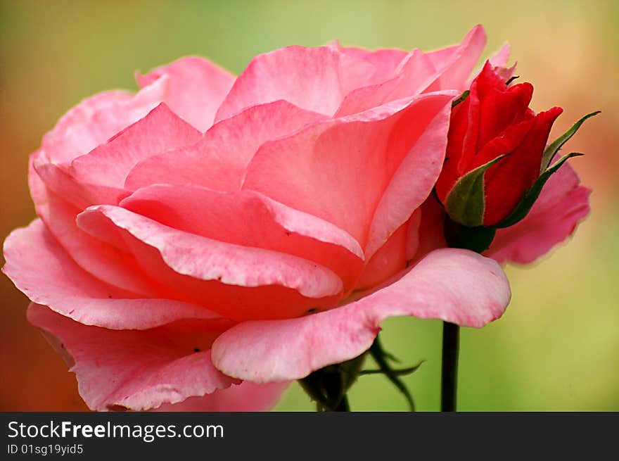 Two roses in red and pink