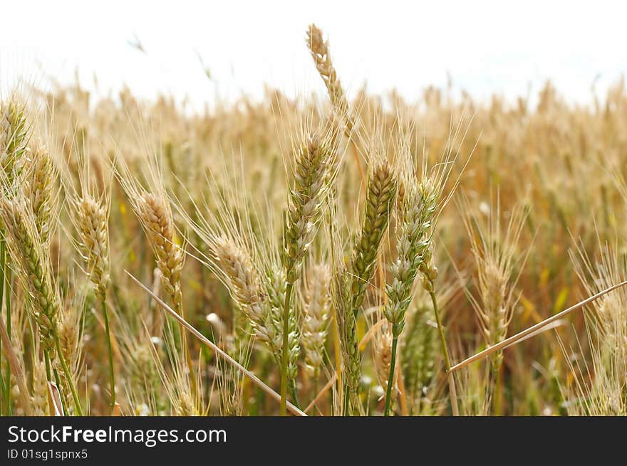 Yellow wheat