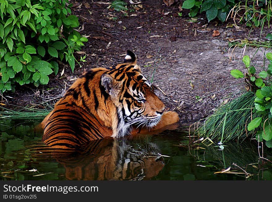 A big tiger needs an little cooling in the water. A big tiger needs an little cooling in the water