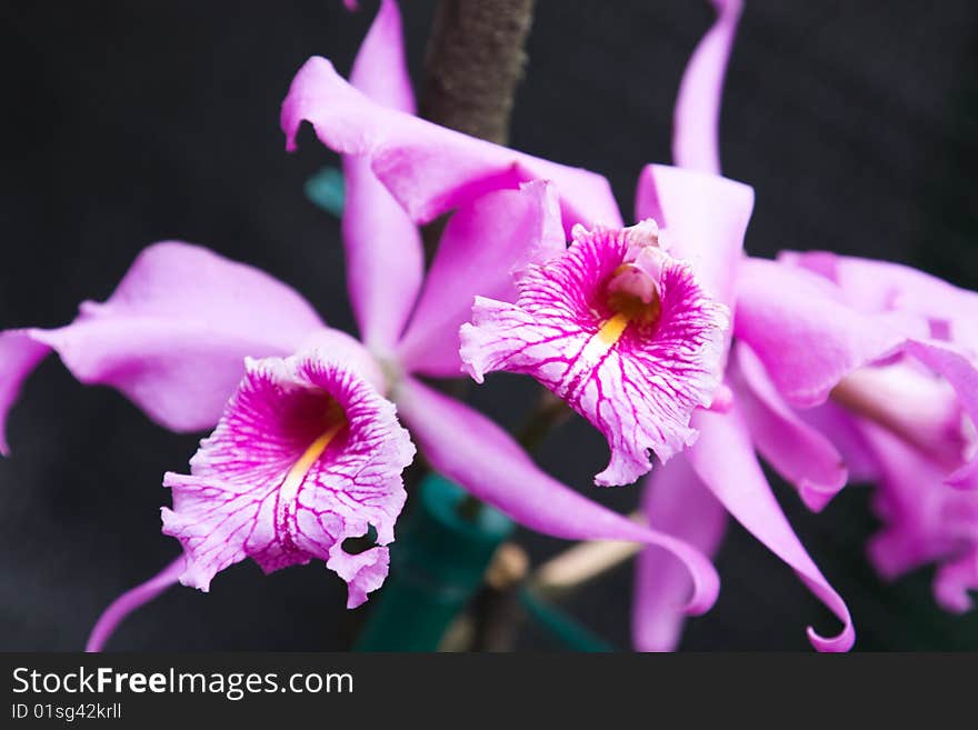 Beautiful orchids in the garden