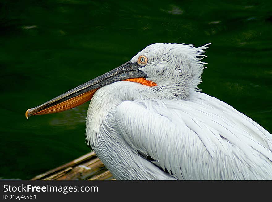 A bird with a big beak. A bird with a big beak