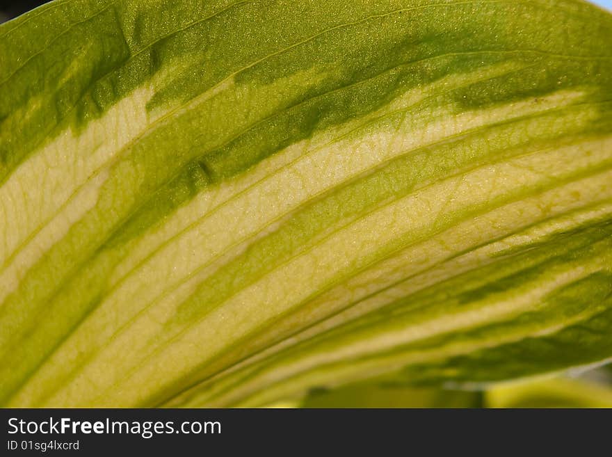 Macro of a bicolored leaf